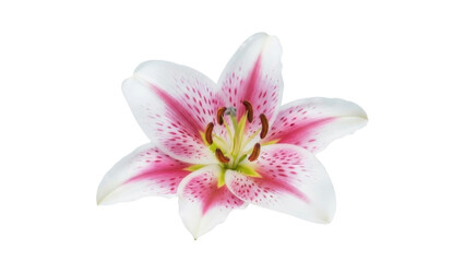 Fototapeta premium Isolated Pink and White Lily Flower on a Transparent PNG Image