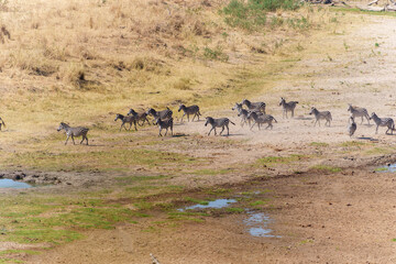 Fototapeta premium Aerial image Grant's zebra (Equus quagga boehmi) below leaving Tarangire River a water source for much life in National Park dry season.