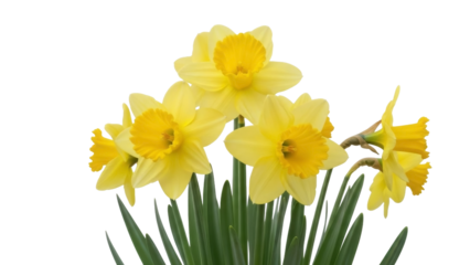 Yellow Daffodils Blooms Isolated on Transparent Background, PNG Image
