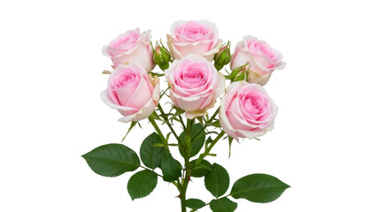 Naklejka premium Pink Rose Bouquet with Transparent PNG File