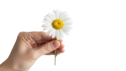 Hand Holding White Daisy Flower on Transparent PNG
