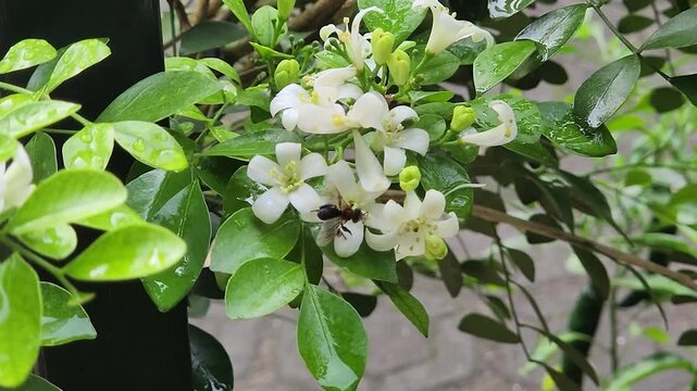 Tiny honeybee foraging nectar on orange jasmine blossoms in garden green. Macro pollinator bee collecting pollen from white murraya flowers broll. Closeup worker honeybee feeding on fragrant jasmine 