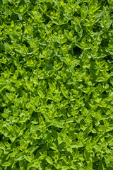 mentha leaves