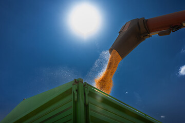  Loading of grain corn in the trailer  from a combine