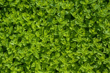 mentha leaves