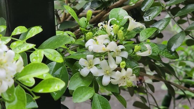 Tiny honeybee foraging nectar on orange jasmine blossoms in lush garden. Macro pollinator collecting pollen from white murraya flowers outdoors. Closeup worker bee feeding on fragrant jasmine flower 