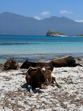 K&uuml;he Entspannen Sich An Einem Griechischen Strand Mit Malerischem Ausblick