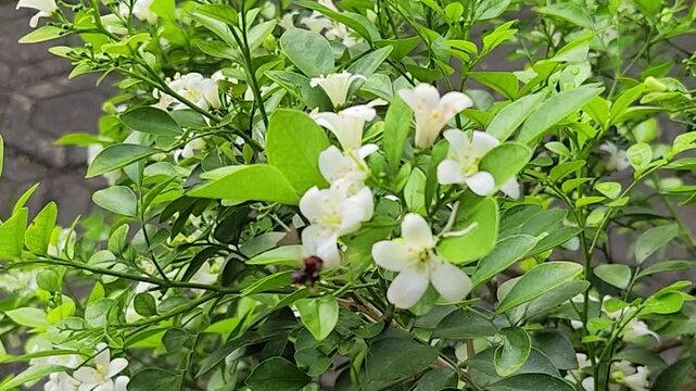 Tiny honeybee foraging nectar on orange jasmine flowers in leafy shrub. Macro pollinator collecting pollen from white murraya blossom cluster. Closeup worker bee feeding among glossy leaves