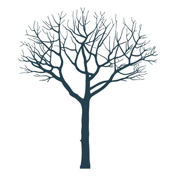 Tree branch trunk silhouette