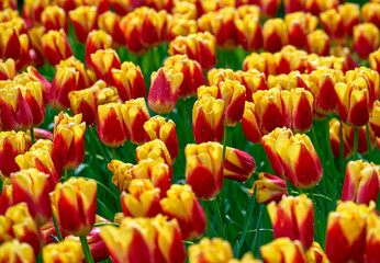 Bright tulips in spring blossom in the park 