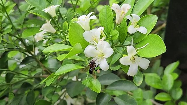Tiny honeybee foraging nectar on orange jasmine blossoms in leafy garden. Macro pollinator collecting pollen from white murraya flowers outdoors. Closeup worker bee feeding on fragrant jasmine