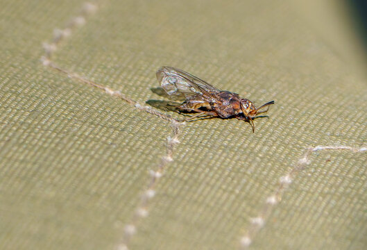 Tsetse fly or glossina landed on fabric