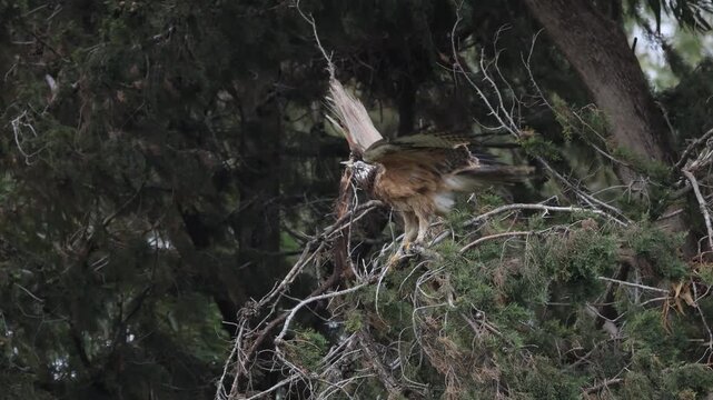 Bonelli&rsquo;s Eagle (Aquila fasciata) Perched on a Branch During a Storm at Akrotiri, Limassol