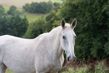 Fototapeta premium portrait of a white horse