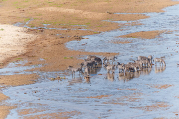 Fototapeta premium Tarangire River a water source for much life in the National Park in dry season attracting animals, from above Grant's zebra (Equus quagga boehmi) below crossing shallow river.