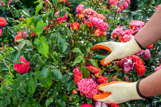 Man Pruning Wilted Yellow Roses in Garden &ndash; Flower Care and Outdoor Chores. A man in gloves using pruning shears to remove wilted flowers from a yellow rose bush