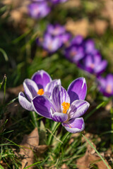 Bright Violet Crocus In Sunshine, Colorful Crocus Flowers Basking In Sunlight Amid Dewy Grass And Gentle Background