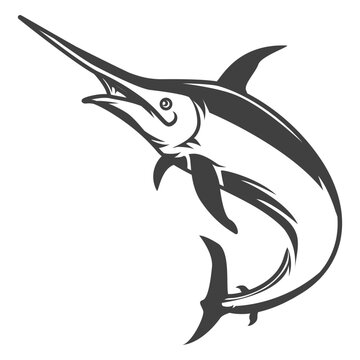 Marline fish illustration