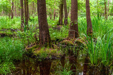 Obraz premium Trunks of mature trees in wetland covered with lush green vegetation.