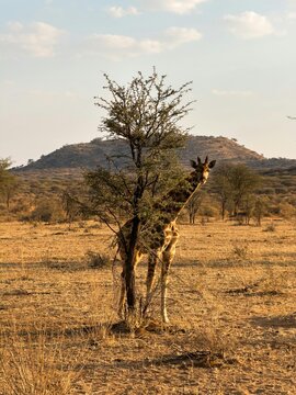 Versteckt in der Savanne