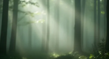 Poster Mistige ochtendstond Mystical forest scene with sun rays beaming through foggy trees in early morning light  © Porina Akter