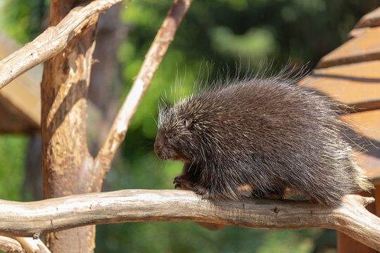 North American porcupine (Erethizon dorsatum), also known as a Canadian porcupine, resting on a tree branch in its habitat.