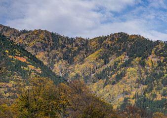 Naklejka premium autumn forest in the mountains
