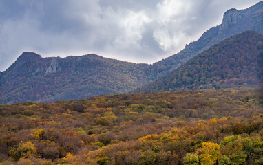 Naklejka premium autumn forest in the mountains