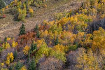 Obraz premium autumn forest in the mountains