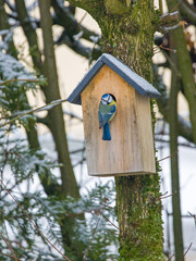 a blue tit in winter on a birdhouse with a snow-covered roof in the garden © mschauer