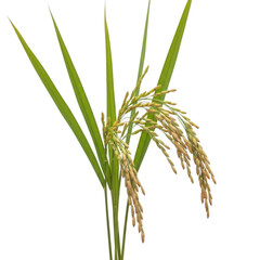 Rice plant close-up isolated on transparent background
