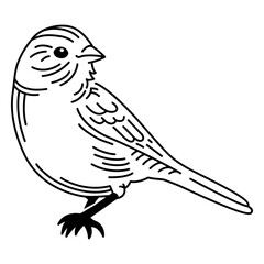 Obraz premium Bird sparrow stroke