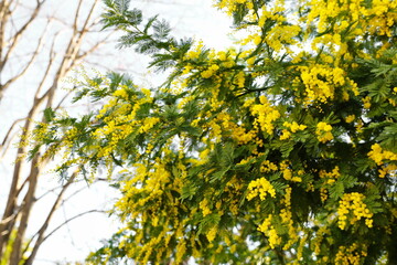 Mimosa tree, Acacia dealbata, background and texture