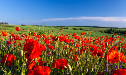 field of red poppies