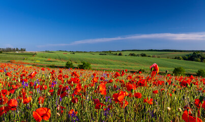 Obraz premium field of poppies and blue sky