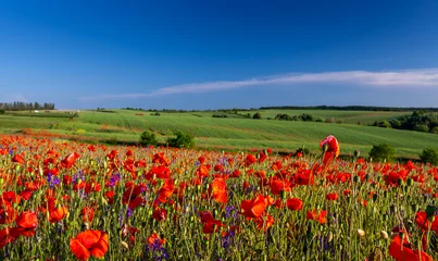 Fotobehang Klaprozen field of poppies and blue sky  © Maksym Dykha