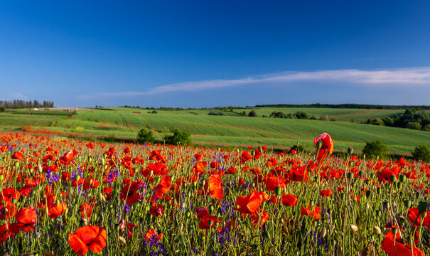 field of poppies and blue sky