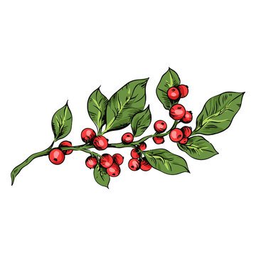 Mistletoe plant illustration mistletoe