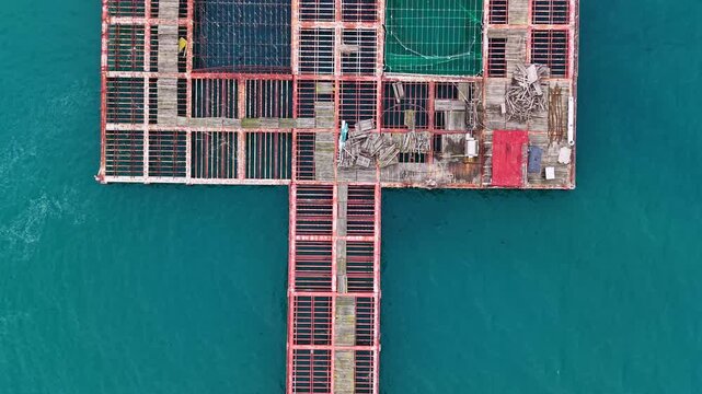 Workers gather mussels from an organized farm structure set in the sea. The farm consists of racks designed for shellfish cultivation and harvesting.
