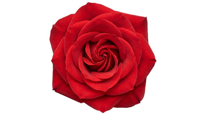 Red rose flower head isolated on transparent Background top view