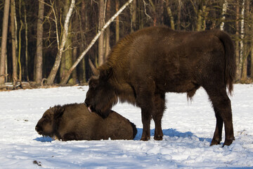 Stado żubrów w zimowym lesie Pszczyna Jankowice Polska © kubikactive