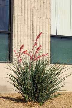 Arizona desert native red yucca or Hesperaloe parviflora with flowers and buds planted in xeriscaped grounds in front of a house wall, Phoenix, Arizona