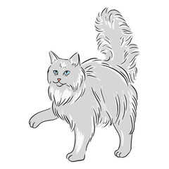 Obraz premium Maine coon paw illustration