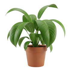 Potted plant with green leaves isolated on transparent background