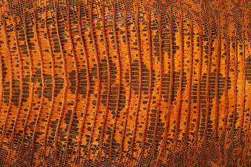 Beautiful brown lizard skin as background, top view. Luxury reptile leather.