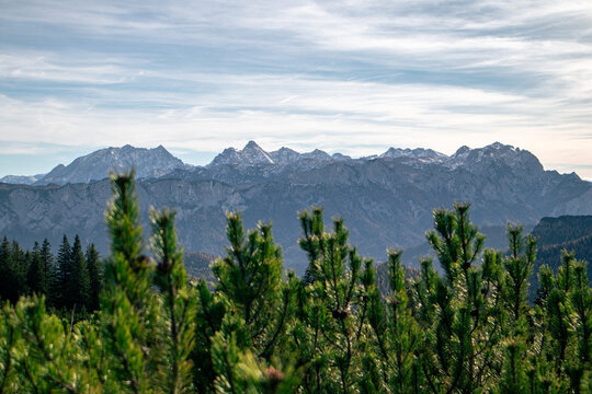 Bergpanorama mit Kiefern im Vordergrund