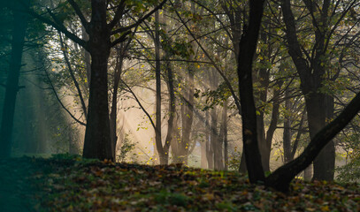 autumn forest in the morning