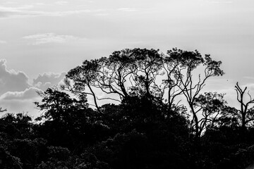 Copa de &aacute;rvores fotografado em Preto e Branco na Amaz&ocirc;nia brasileira
