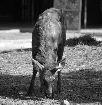 The nilgai or "blue cow"; Boselaphus tragocamelus is the largest Asian antelope and is endemic to the Indian subcontinent.