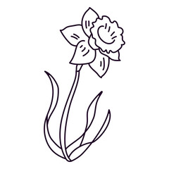 Fototapeta premium Single narcissus flower stroke